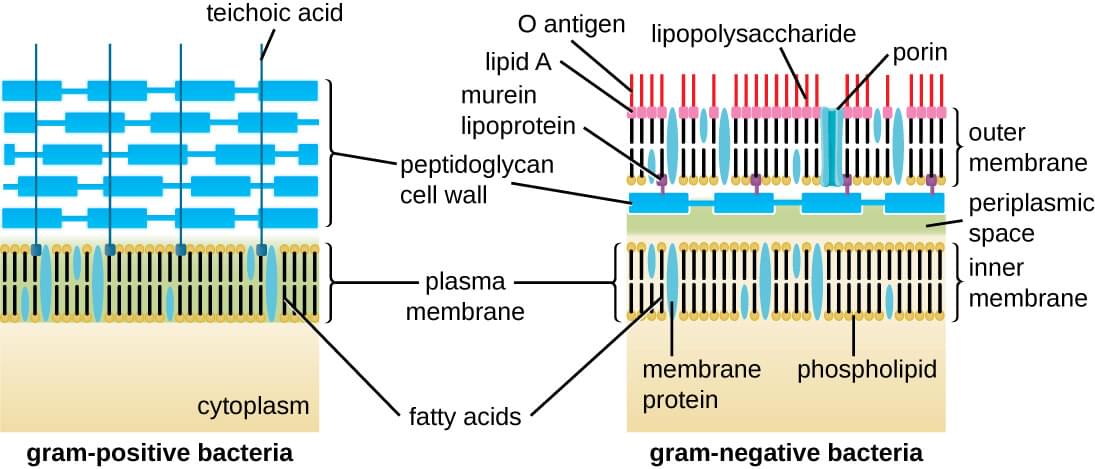 Cell wall structures of Gram-positive and Gram-negative bacteria